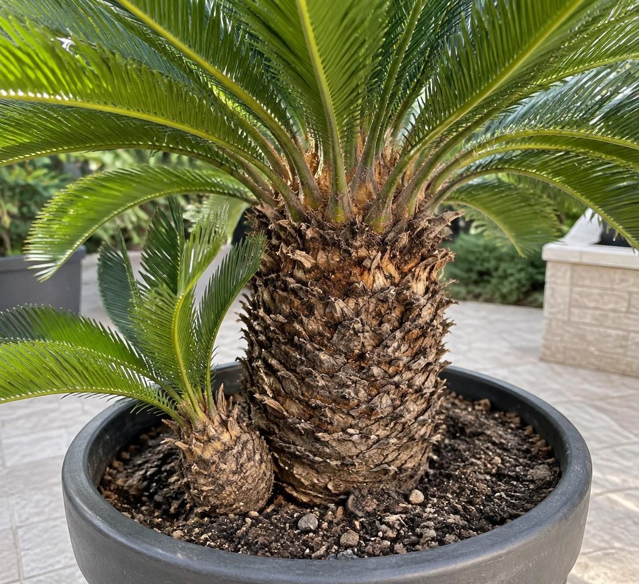 découvrez comment multiplier un cycas par ses rejets : étapes de prélèvement, plantation et conseils d’entretien pour favoriser sa reprise.