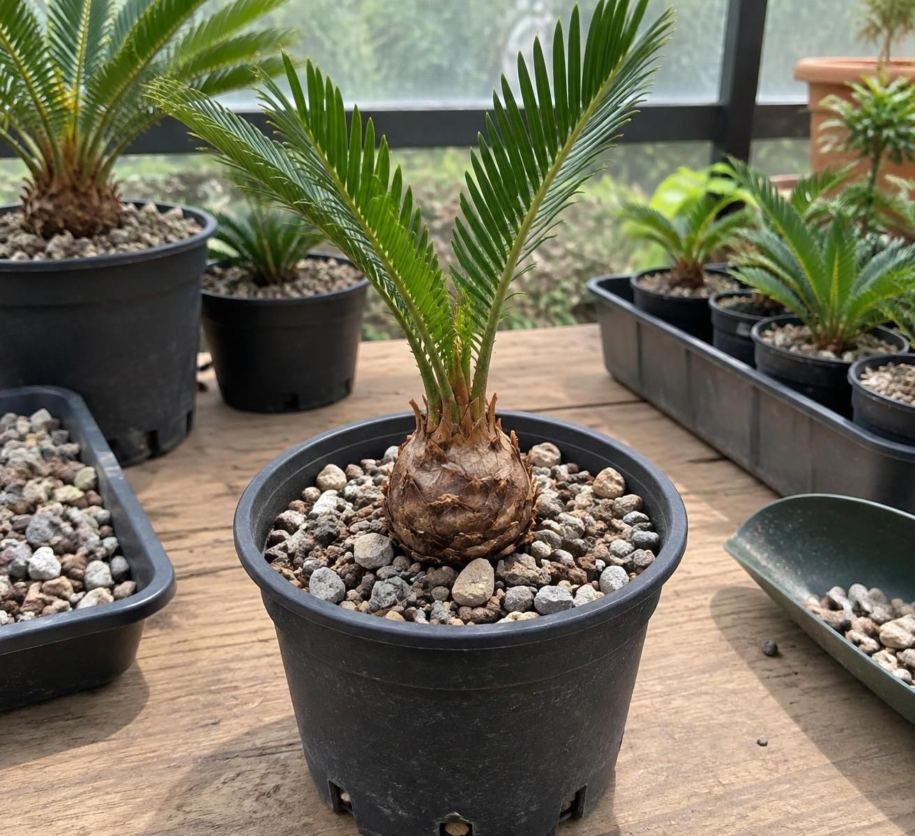 découvrez comment multiplier un cycas grâce aux rejets : période idéale, étapes de séparation et conseils d’entretien pour favoriser l’enracinement.
