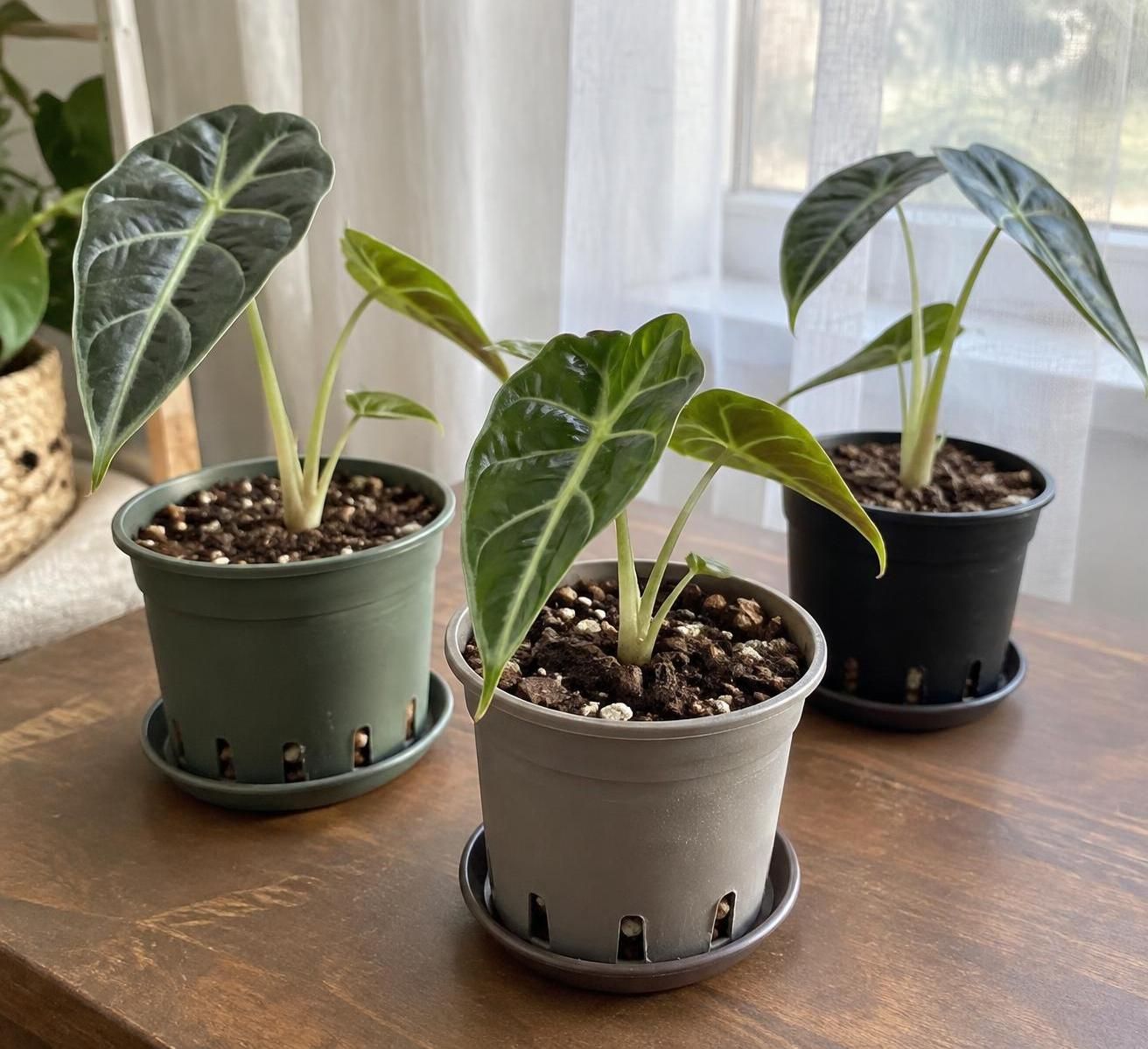 découvrez comment multiplier un alocasia en divisant ses rhizomes : étapes, conseils pratiques et précautions pour réussir vos nouvelles plantes.