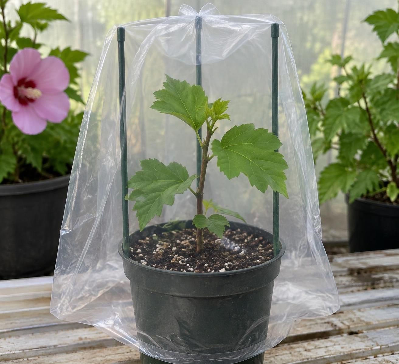 découvrez comment bouturer l’althéa étape par étape : période idéale, choix des tiges et conseils pour faire pousser un nouvel arbuste.