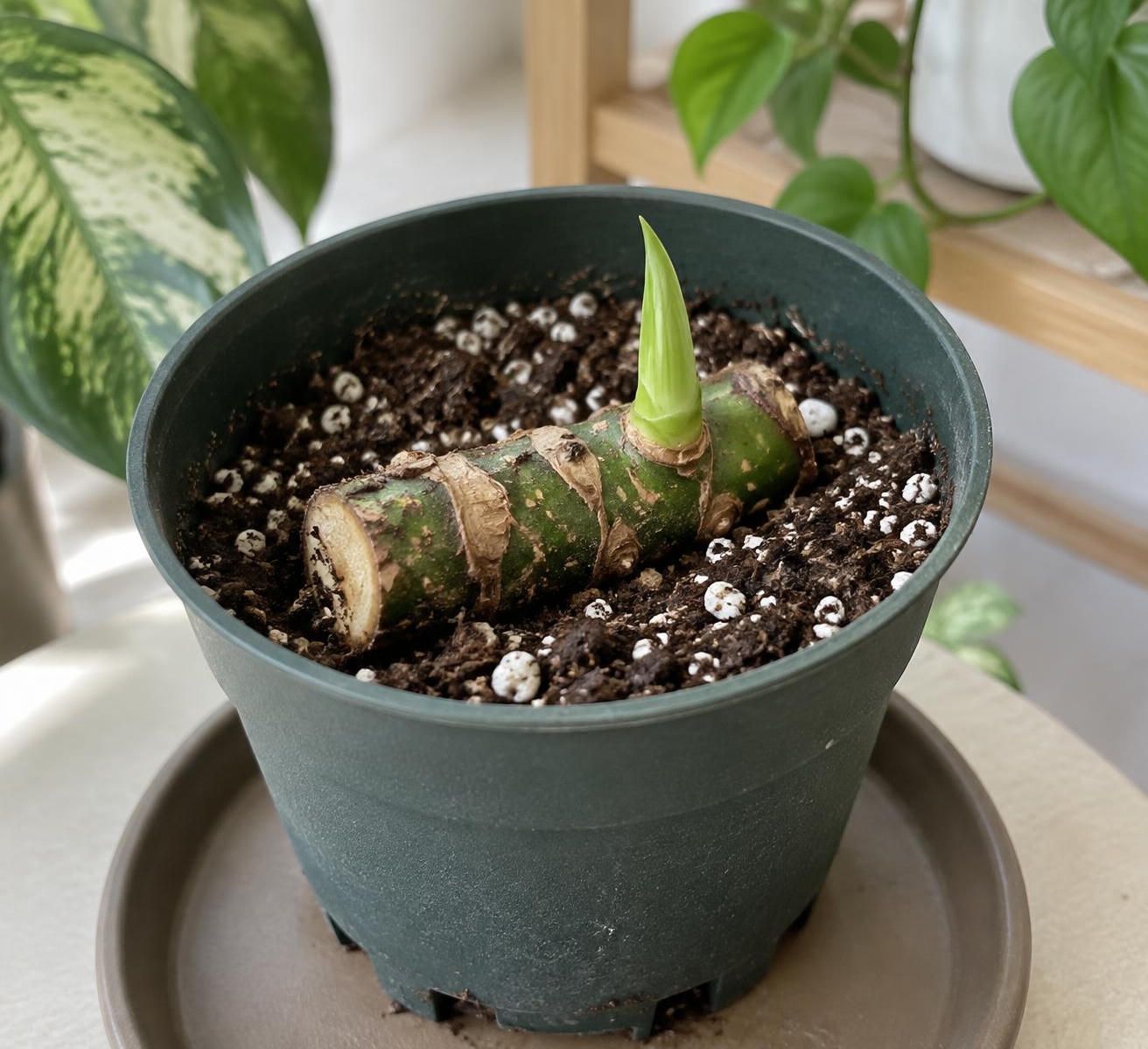 découvrez comment bouturer facilement un dieffenbachia à la maison : choix de la tige, préparation et conseils pour favoriser l’enracinement.