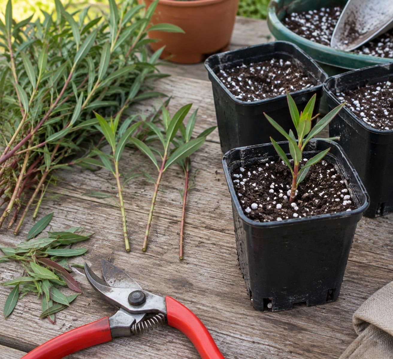 découvrez quand et comment bouturer le gaura, avec les bons gestes pour multiplier facilement cette vivace et obtenir de nouveaux plants vigoureux.