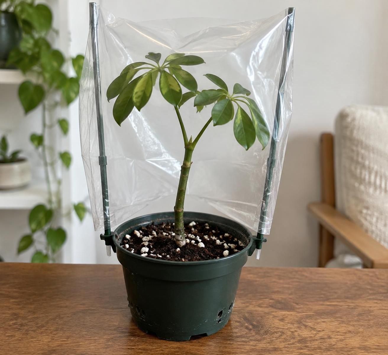 découvrez comment bouturer un schefflera à partir d’une tige : choix de la bouture, préparation et conseils pour favoriser l’enracinement.