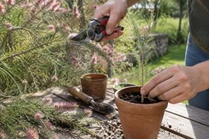 découvrez quand et comment bouturer le tamaris, les étapes à suivre et les conseils essentiels pour favoriser l’enracinement de vos jeunes plants.