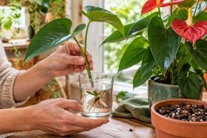 découvrez comment réussir la bouture d’un anthurium à la maison : méthodes simples, conseils d’entretien et conditions idéales pour favoriser l’enracinement.